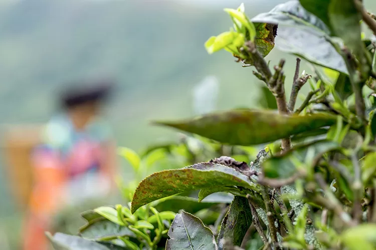 Mộc Trà Suối Giàng
