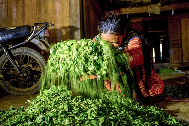 Suối Mây Ý Tý