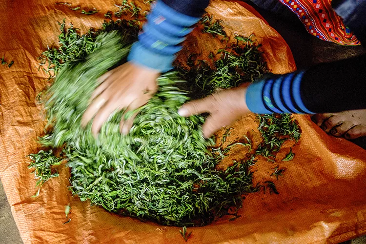 Mộc Sơn Gia Hội